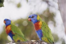 Australia, Eastern States of Australia, Close Up of Rainbow Lorikeets-Peter Skinner-Photographic Print
