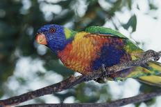 Australia, East Coast, Rainbow Lorikeets-Peter Skinner-Photographic Print