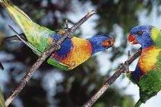 Australia, Eastern States of Australia, Close Up of Rainbow Lorikeets-Peter Skinner-Photographic Print