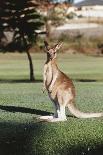 Australia, New South Wales, Yamba Golf Course, Eastern Grey Kangaroo-Peter Skinner-Photographic Print