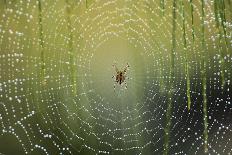 Spider on Wet Web-Peter Skinner-Photographic Print