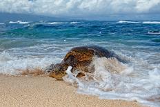 Surfing Jaws-Peter Stahl-Laminated Photographic Print