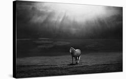 Morning Ride-Peter Svoboda-Framed Photographic Print