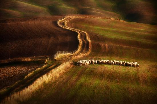 Photographic Print, , large