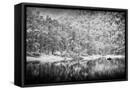 Framed Canvas