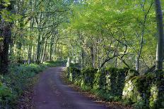 A quiet tree lined lane in the Duddon Valley, Lake District National Park, Cumbria, England, United-Peter Watson-Stretched Canvas