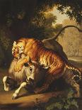 A Tiger attacking a Bull-Peter Wenzel-Framed Premium Giclee Print