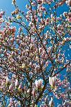 Row of Blossom Trees in Bloom-Peter Wollinga-Photographic Print