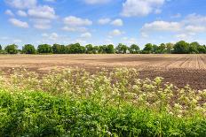 Countryside Landscape with Weed and Cultivated Farm Field-Peter Wollinga-Photographic Print