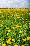 Countryside Landscape with Weed and Cultivated Farm Field-Peter Wollinga-Photographic Print