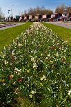 Row of Blossom Trees in Bloom-Peter Wollinga-Photographic Print