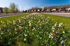 Field with Yellow Narcissus Flowers-Peter Wollinga-Photographic Print