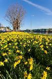 Field with Yellow Narcissus Flowers-Peter Wollinga-Photographic Print