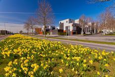 Beautiful Tulip Blossom Trees in Bloom-Peter Wollinga-Photographic Print