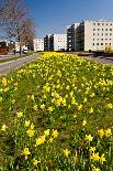 Field with Yellow Narcissus Flowers-Peter Wollinga-Photographic Print