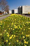 Field with Yellow Narcissus Flowers-Peter Wollinga-Framed Photographic Print