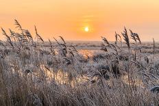 Hoar Frost on Reed in A Winter Landscape at Sunset-Peter Wollinga-Photographic Print