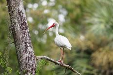 White Ibis-PETERLAKOMY-Stretched Canvas