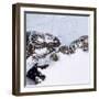 Petermann Glacier, Greenland-Science Source-Framed Giclee Print