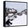 Petermann Glacier, Greenland-Science Source-Framed Stretched Canvas