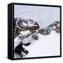 Petermann Glacier, Greenland-Science Source-Framed Stretched Canvas