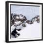 Petermann Glacier, Greenland-Science Source-Framed Giclee Print