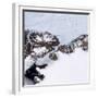 Petermann Glacier, Greenland-Science Source-Framed Giclee Print