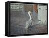 Petes' Pelican-Bruce Dumas-Framed Stretched Canvas