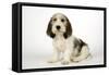 Petit Basset Griffon Vendeen Puppy 4 Months Old-null-Framed Stretched Canvas