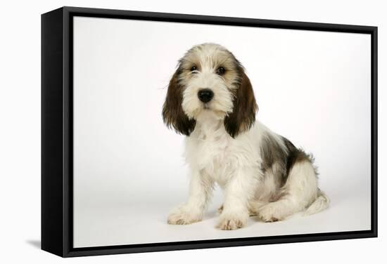 Petit Basset Griffon Vendeen Puppy 4 Months Old-null-Framed Stretched Canvas