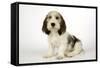 Petit Basset Griffon Vendeen Puppy 4 Months Old-null-Framed Stretched Canvas