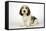 Petit Basset Griffon Vendeen Puppy 4 Months Old-null-Framed Stretched Canvas