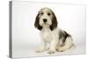 Petit Basset Griffon Vendeen Puppy 4 Months Old-null-Stretched Canvas