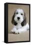 Petit Basset Griffon Vendeen Puppy 4 Months Old-null-Framed Stretched Canvas