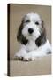 Petit Basset Griffon Vendeen Puppy 4 Months Old-null-Stretched Canvas