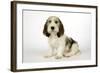 Petit Basset Griffon Vendeen Puppy 4 Months Old-null-Framed Photographic Print