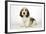 Petit Basset Griffon Vendeen Puppy 4 Months Old-null-Framed Photographic Print