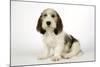 Petit Basset Griffon Vendeen Puppy 4 Months Old-null-Mounted Photographic Print