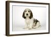 Petit Basset Griffon Vendeen Puppy 4 Months Old-null-Framed Photographic Print