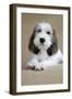 Petit Basset Griffon Vendeen Puppy 4 Months Old-null-Framed Photographic Print