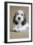 Petit Basset Griffon Vendeen Puppy 4 Months Old-null-Framed Photographic Print