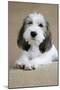 Petit Basset Griffon Vendeen Puppy 4 Months Old-null-Mounted Photographic Print