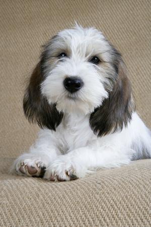 Petit Basset Griffon Vendeen Puppy 4 Months Old Photographic