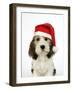 Petit Basset Griffon Vendeen Puppy 4 Months-null-Framed Photographic Print