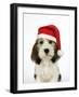 Petit Basset Griffon Vendeen Puppy 4 Months-null-Framed Photographic Print