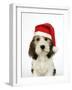 Petit Basset Griffon Vendeen Puppy 4 Months-null-Framed Photographic Print