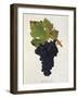 Petit Bouschet Grape-J. Troncy-Framed Giclee Print