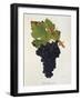 Petit Bouschet Grape-J. Troncy-Framed Giclee Print