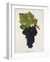 Petit Bouschet Grape-J. Troncy-Framed Giclee Print