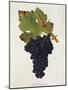 Petit Bouschet Grape-J. Troncy-Mounted Giclee Print